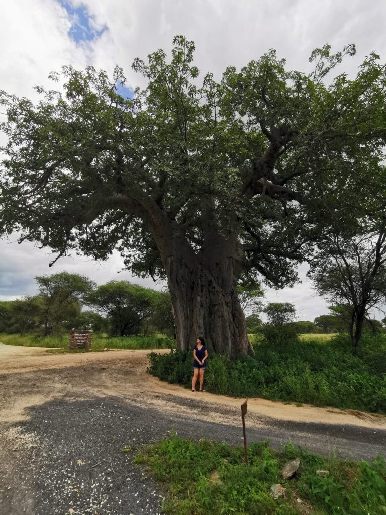 madame m blog voyage 
notre safari en Tanzanie 
les baobabs de Tarangire