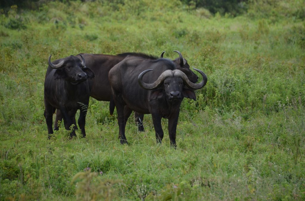 madame m blog voyage 
les animaux d'Arusha - Tanzanie