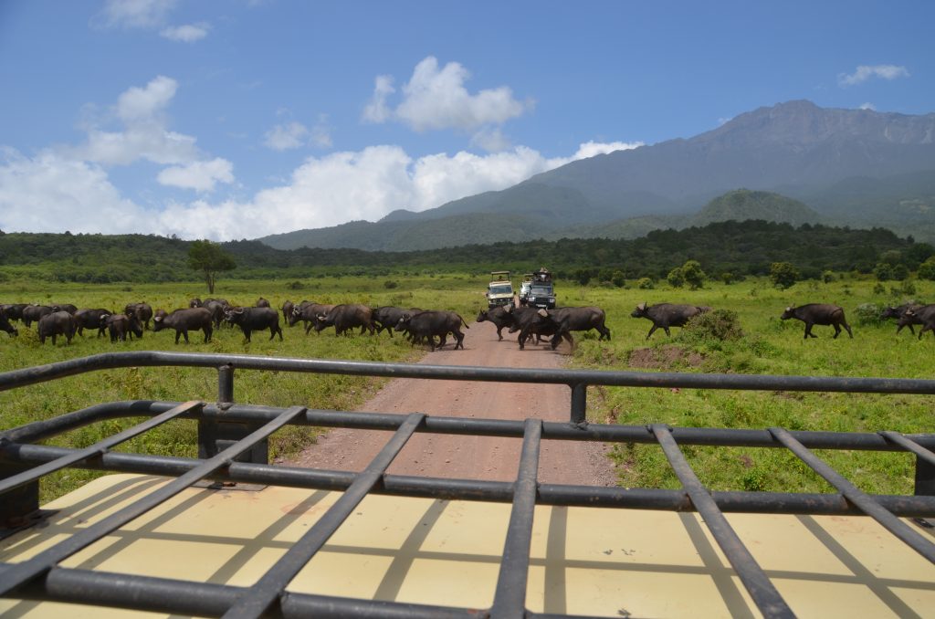 madame m blog voyage 
notre safari en Tanzanie 
les animaux d'Arusha
