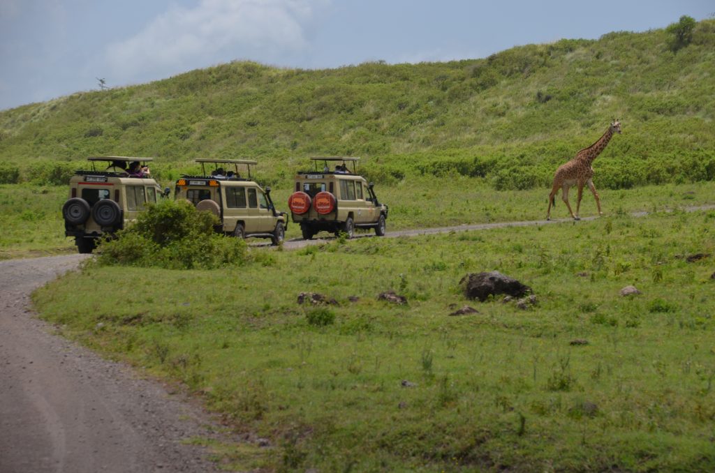madame m blog voyage 
notre safari en Tanzanie 
les animaux d'Arusha