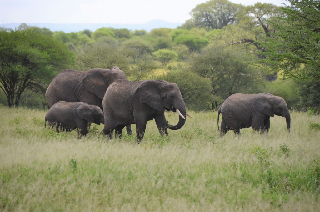 madame m blog voyage 
notre safari en Tanzanie 
les éléphants de Tarangire
