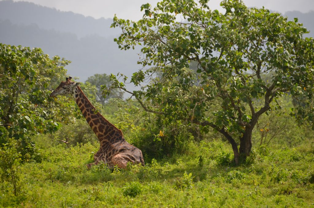 madame m blog voyage 
les animaux d'Arusha