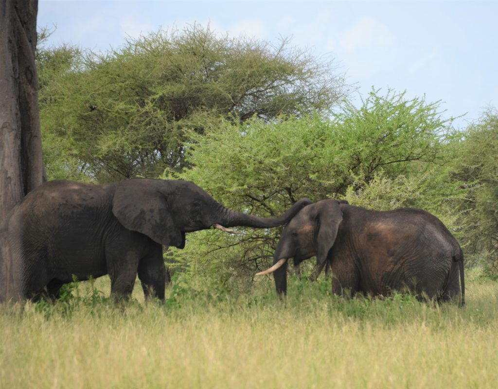 madame m blog voyage 
notre safari 
les éléphants de Tarangire