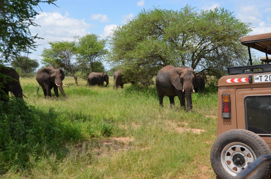 madame m blog voyage 
notre safari en Tanzanie 
les éléphants de Tarangire