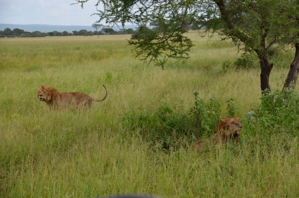 madame m blog voyage 
notre safari 
les lions de Tarangire
