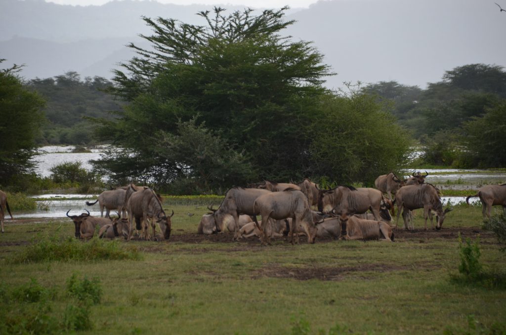 madame m blog voyage 
notre safari en Tanzanie 
les animaux de Manyara